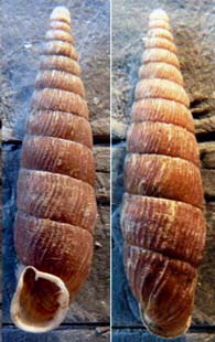 Tabella della Famiglia Clausilidae